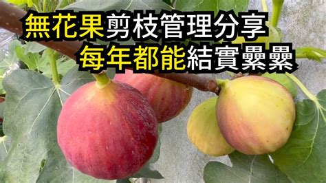 無花果樹象徵|基督日報(香港)